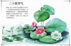 處暑之后注意祛暑，除燥潤(rùn)津的藥膳推薦給家人～