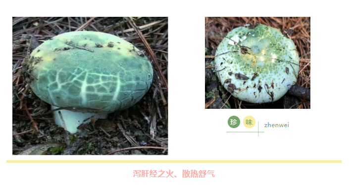 菌類揭秘：青頭菌護(hù)肝，羊脂菌潤肺，硒含量驚人，超越人參、豬肉