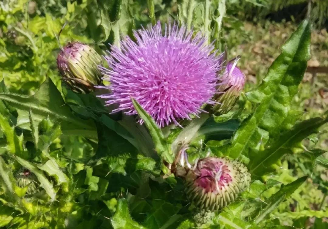 藥根香端午，夏日滋味濃